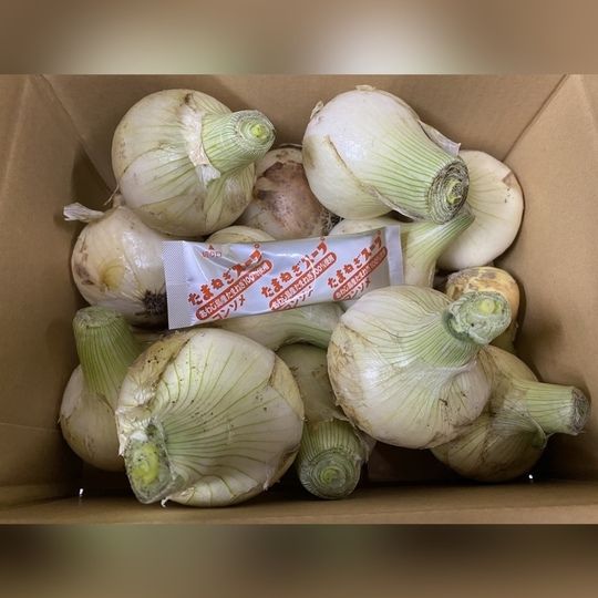 淡路島産新玉ねぎ2キロ（玉ねぎスープのおまけ付き）