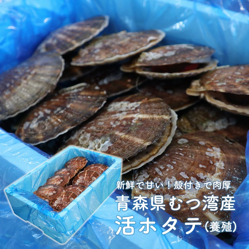 【40%OFF！限定20セット】 6kg 青森県産活ホタテ