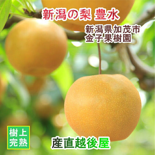【フルーツ 和梨 完熟梨 送料無料】新潟県 加茂市 金子果樹園新潟の新たな梨 豊水梨 5kg（10個～16個)厳選した梨 化粧箱入り【お取り寄せ なし 果実 贈答品 ギフト】