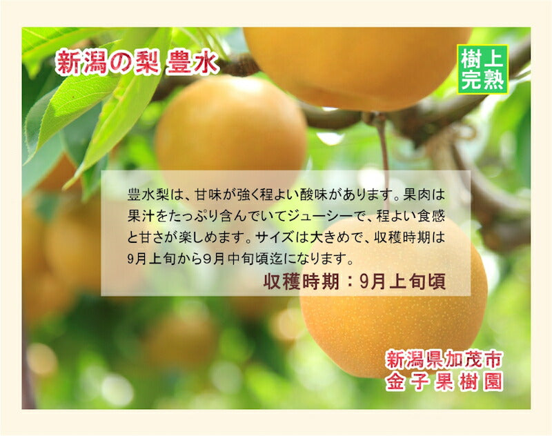 【フルーツ 和梨 完熟梨 送料無料】新潟県 加茂市 金子果樹園新潟の新たな梨 豊水梨 5kg（10個～16個)厳選した梨 化粧箱入り【お取り寄せ なし 果実 贈答品 ギフト】