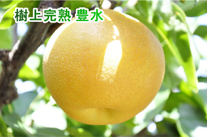 【フルーツ 梨 和梨 豊水 送料無料】新潟県 エコファーマー認定農園 土田農園 有機栽培 豊水梨 家庭用 3kg(6個～9個）【なし 贈答品 プレゼント】
