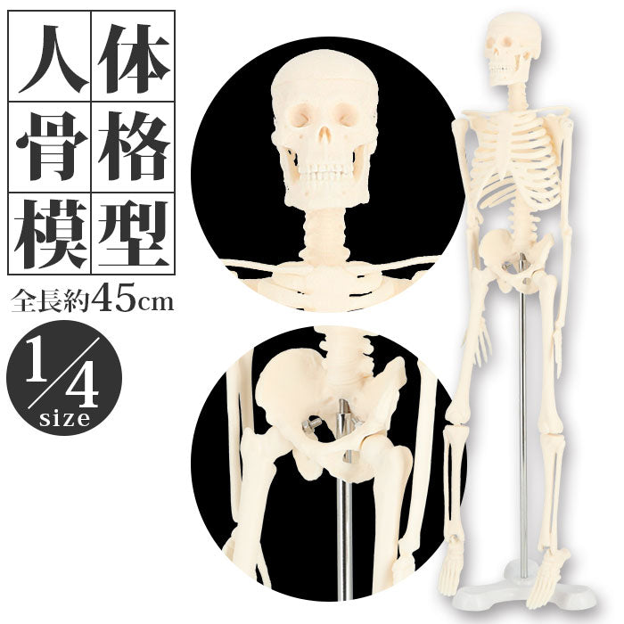【ホワイト・人体骨格模型】 人体模型 通販 人体骨格模型 骨格模型 人体骨格標本 骨格標本 全身骨格 骸骨 置物 45cm 1/4 模型 人体モデル 稼動 直立 教育用 教材 ハロウィン おもちゃ ガイコツ インテリア
