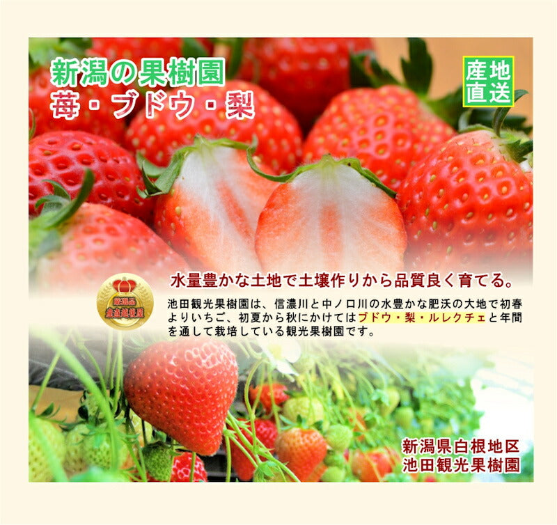 【フルーツ いちご 越後姫】新潟県 新潟市 池田観光果樹園ハウス栽培苺 越後姫 15粒 2パック採りたてを農園から産地直送送料無料【苺 イチゴ 果実 ギフト 贈答品】