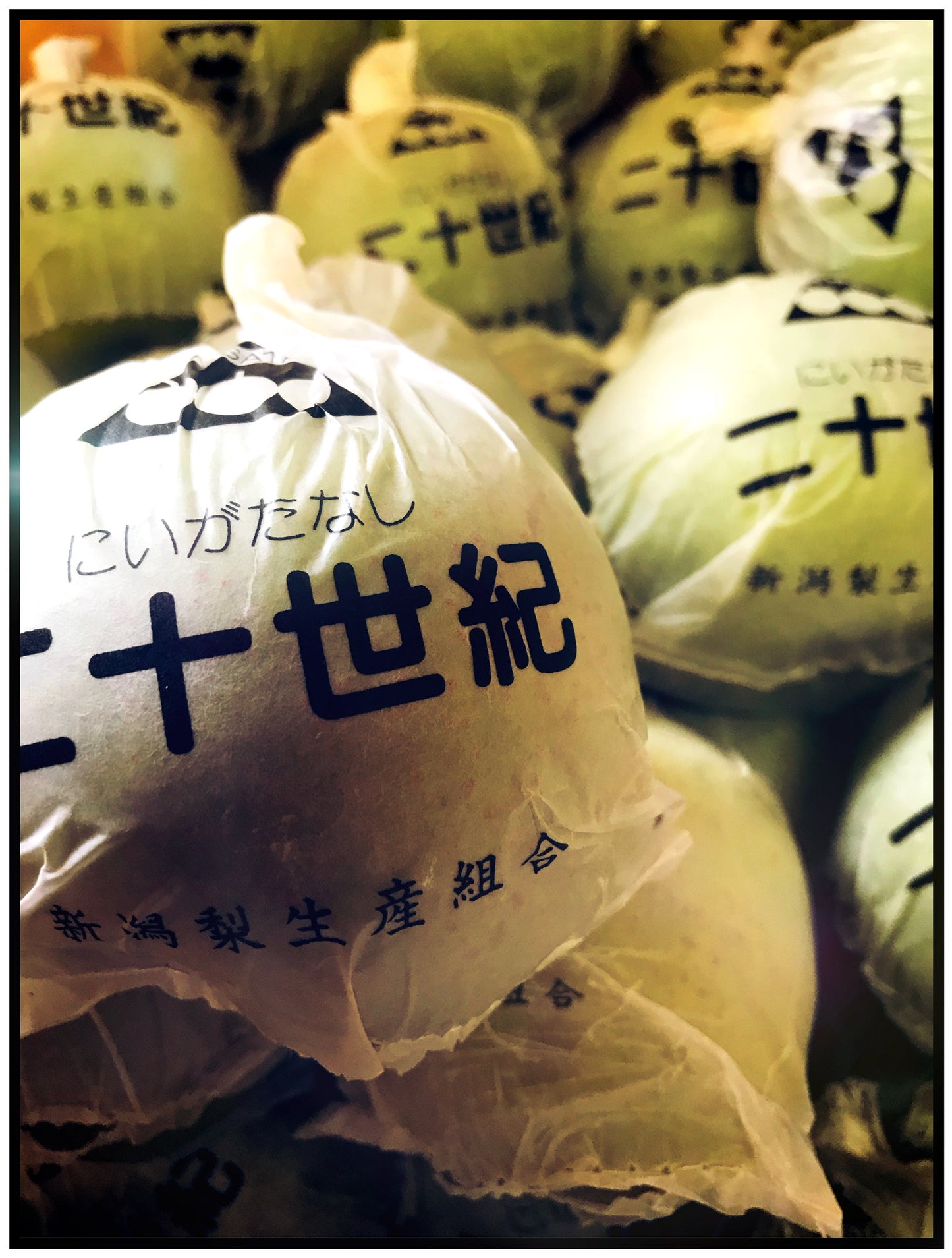 新潟県産 梨 5ｋｇ