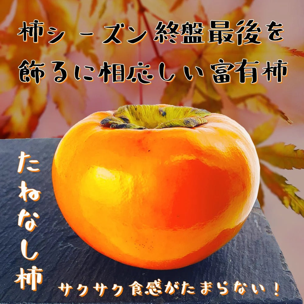 11月で終了 和歌山 富有柿 無選別 2（約8玉前後）
