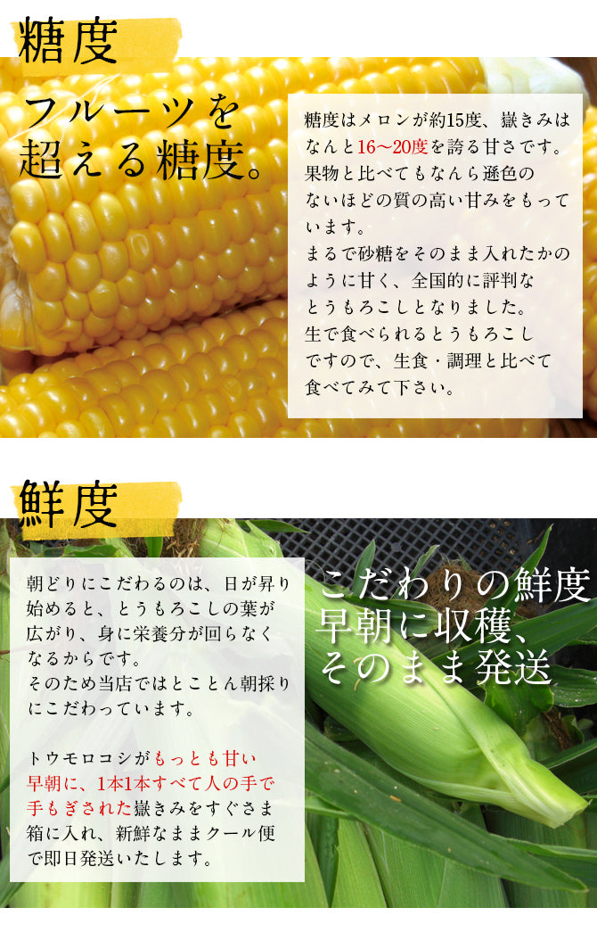 青森県産 嶽きみ 12本セット　とうもろこし　だけきみ