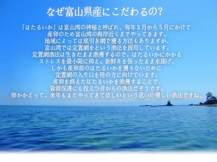 【3人シェア買いでお得】日本海産ほたるいか素干し 25g入り×3袋 メール便送料無料 魚系 おつまみ お試し いか イカ ホタルイカ素干し DM便発送 コロナ 応援 食品 訳あり お取り寄せグルメ 食品ロス 在庫処分