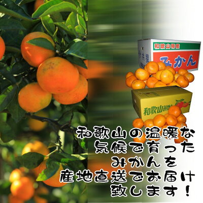 10kg 和歌山県産 みかん ミカン 秀品