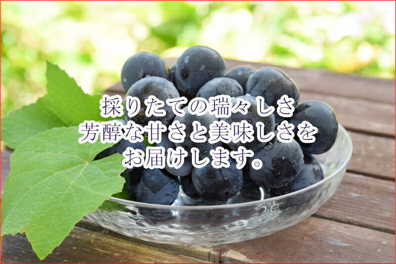 【フルーツ ぶどう ブドウ ハウス栽培】山梨県 ＪＡフルーツ山梨 組合長推奨 種なし巨峰 ハウス栽培最高品質 化粧箱3房入り 約1.8kgＪＡフルーツ山梨から産地直送送料無料【果物 贈答品 ギフト】