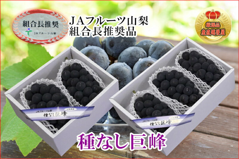 【フルーツ ぶどう ブドウ】山梨県 ＪＡフルーツ山梨 組合長推奨 種なし巨峰 路地栽培最高品質 化粧箱3房入り 約1.8kgＪＡフルーツ山梨から産地直送送料無料【果物 贈答品 ギフト】