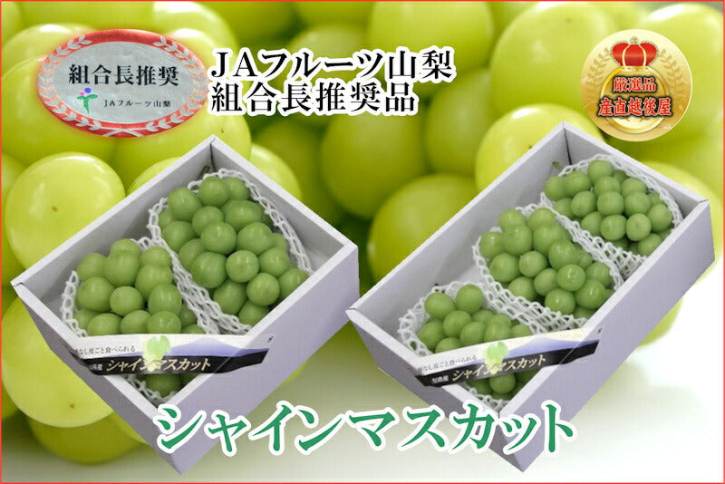【フルーツ ぶどう ブドウ ハウス栽培】山梨県 ＪＡフルーツ山梨 組合長推奨 シャインマスカット 最高品質 化粧箱3房入り 約1.8kgＪＡフルーツ山梨から産地直送送料無料【果物 贈答品 ギフト】