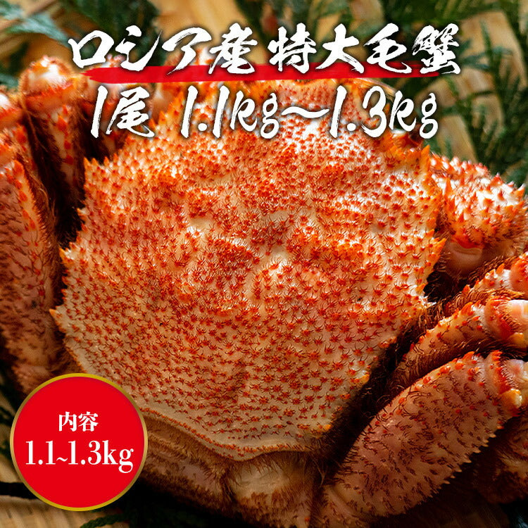 毛ガニ 超特大1尾 約1.1kg?1.3kg ロシア産 ( 毛蟹 けがに ケガニ 毛ガニ かに カニ 蟹 ) 見舞い 送料無料 冷凍便 お取り寄せグルメ 食品 ギフト