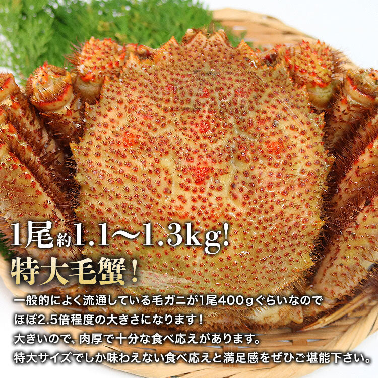 毛ガニ 超特大1尾 約1.1kg?1.3kg ロシア産 ( 毛蟹 けがに ケガニ 毛ガニ かに カニ 蟹 ) 見舞い 送料無料 冷凍便 お取り寄せグルメ 食品 ギフト