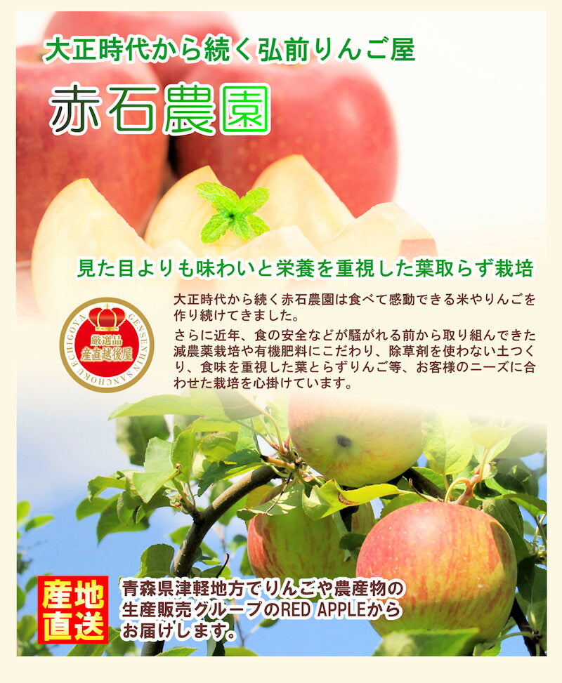 【フルーツ りんご 青森りんご】青森県弘前市 赤石りんご園青森りんご 寒じめシナノゴールド 2.5kg通常品 樹上完熟りんご 送料無料【リンゴ 果物 贈答品 ギフト】