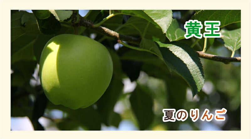 【フルーツ りんご 青森りんご 黄王】青森県弘前市 赤石りんご園青森りんご 早生黄王 4.5kg（13玉～20玉）通常品送料無料 クール便【リンゴ 果物 贈答品 ギフト】