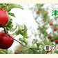 【フルーツ りんご 青森りんご つがる】青森県弘前市 赤石りんご園青森りんご 早生津軽 2.5kg（6玉～10玉）通常品送料無料 クール便【リンゴ 果物 贈答品 ギフト】