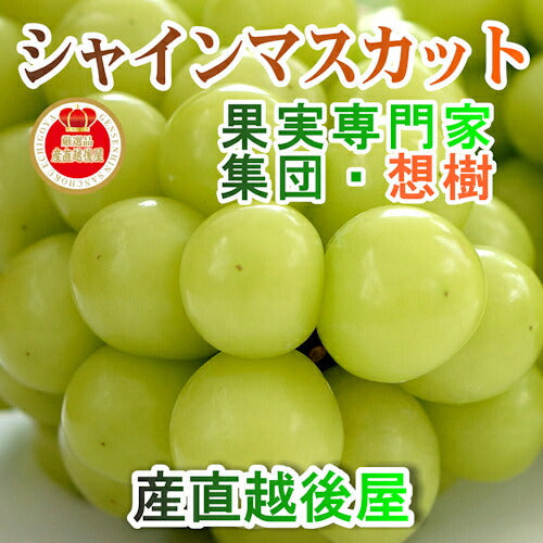 【ブドウ シャインマスカット 送料無料】新潟県 三条果実専門家集団 想樹樹上完熟 シャインマスカット 2房（1kg～1.4kg）【お取り寄せ フルーツ 果実 贈答品 ギフト】
