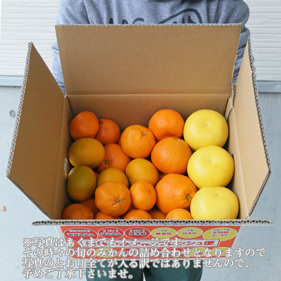 吉田みかん 詰め合わせ ファミリーセット 7kg