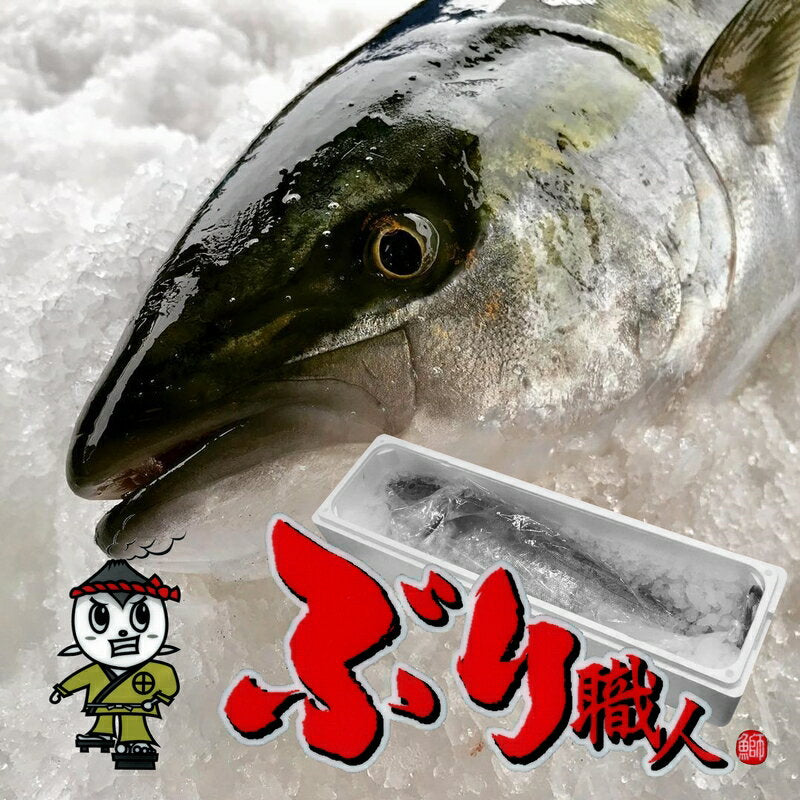 鹿児島産ぶり 1尾（約5kg）冷蔵