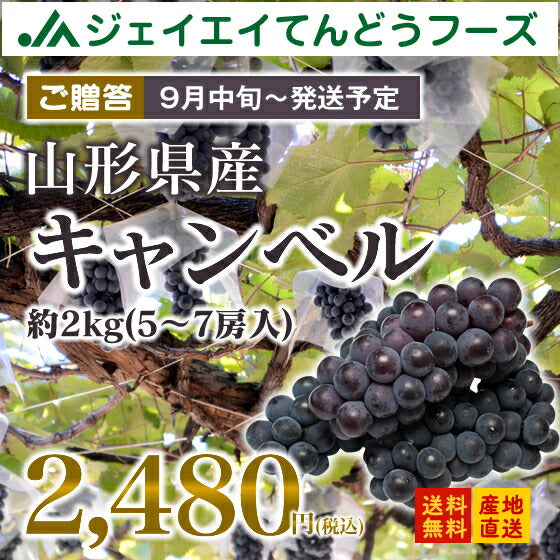 ぶどう 送料無料 秀品 山形県産キャンベル約2kg(5〜7房)※一部地域は別途送料