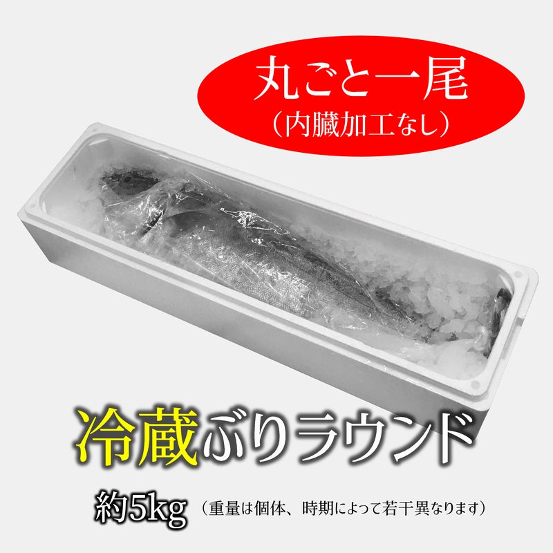 鹿児島産ぶり・冷蔵 1尾（内臓加工済み）