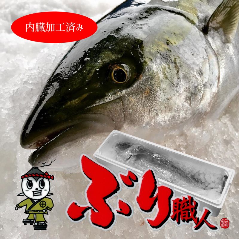 鹿児島産ぶり・冷蔵 1尾（内臓加工済み）