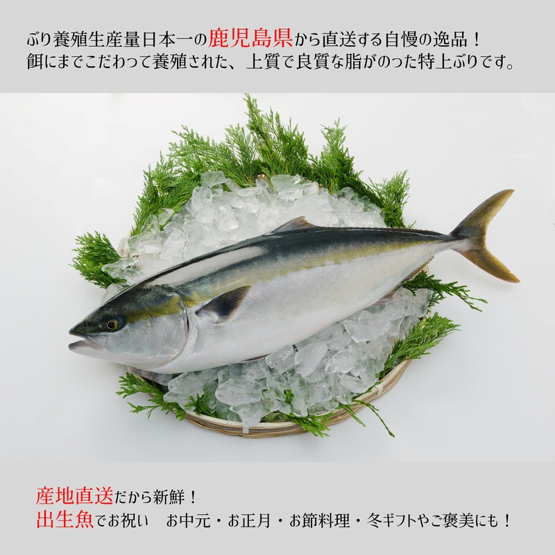 鹿児島産ぶり 半身（約1.7kg）冷蔵