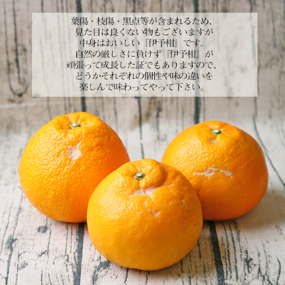 伊予柑 2kg
