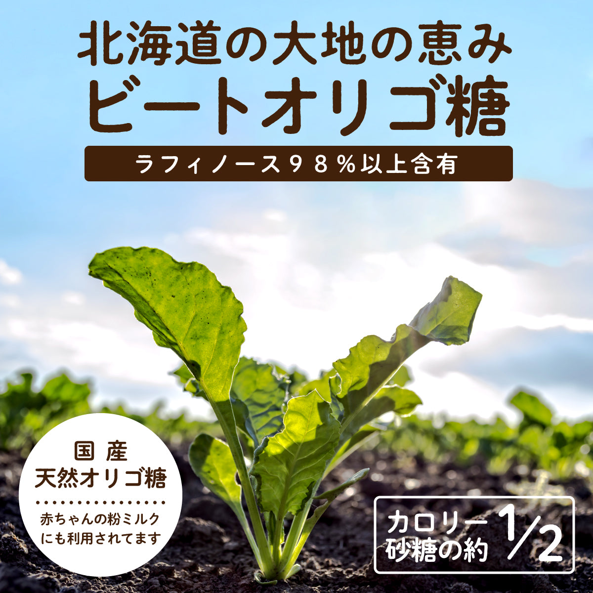 ラフィノース ビートオリゴ糖 500g