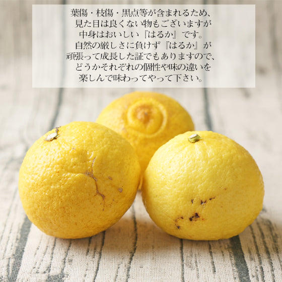 はるか　8kg