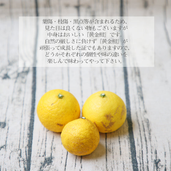 黄金柑　3kg