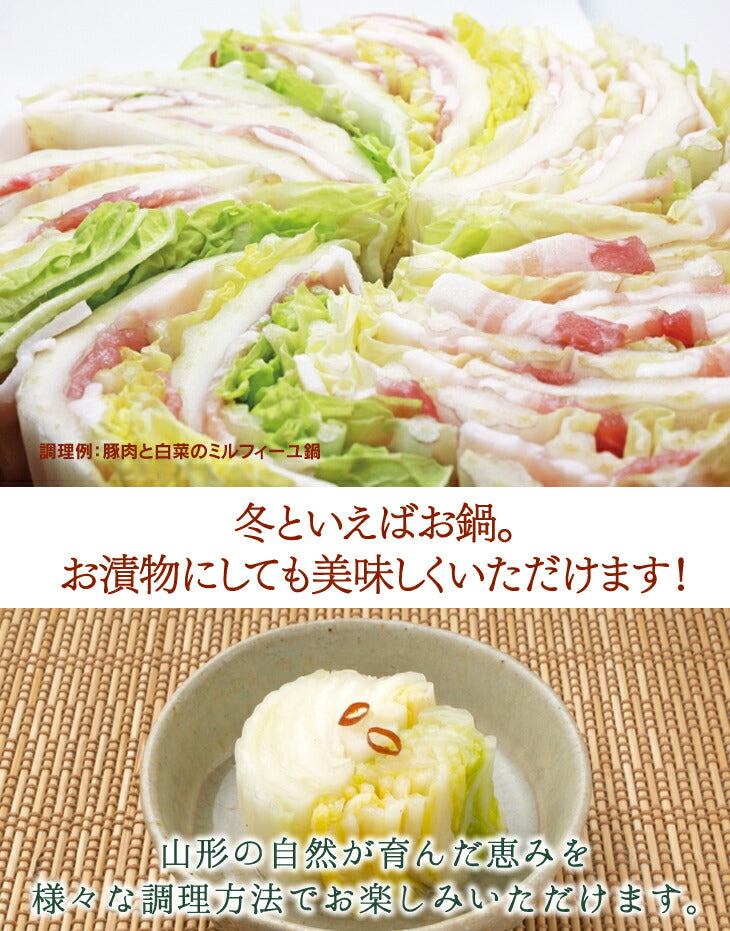 野菜 白菜 約15kg(4〜10個) 山形県天童産 送料無料 ※一部地域は別途送料追加
