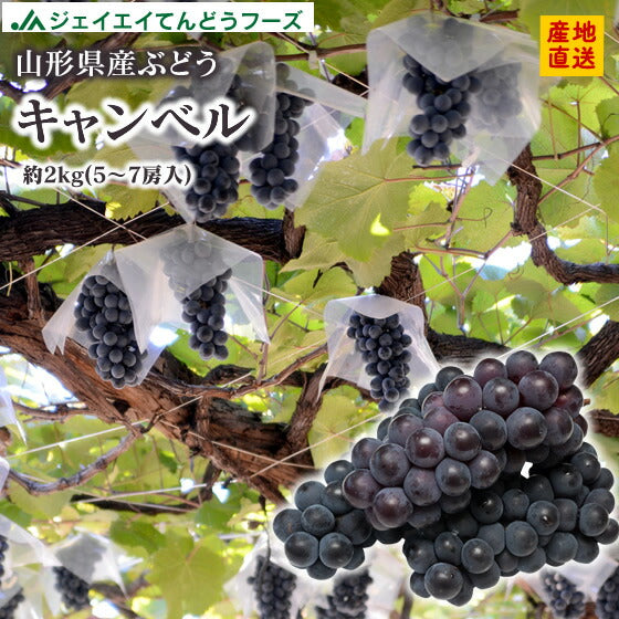 ぶどう 送料無料 秀品 山形県産キャンベル約2kg(5〜7房)※一部地域は別途送料 gr03