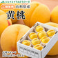 贈答用　山形県産 黄桃 約3kg(8〜14玉) 秀品 ギフト ※9月上旬より順次出荷予定 pc12