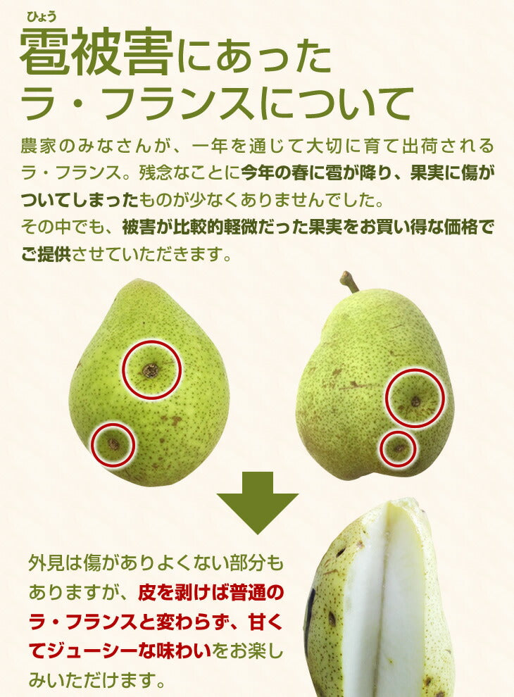 予約商品 訳あり ひょう被害 山形県産洋梨ラフランス 約5kg 果物 送料無料 ※一部地域は別途送料追加 rf25