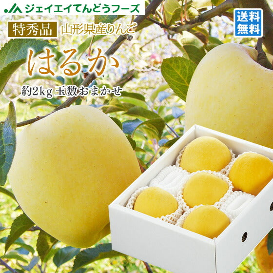 予約商品 ギフト 送料無料 りんご 送料無料 特秀品 JAてんどう 山形県産りんごはるか 約2kg(玉数おまかせ) ※一部地域は別途送料追加 のし対応 ギフト 糖度15度以上 贈答用 内祝い 贈り物 ギフト ap37