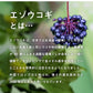 高麗人参サプリ 高麗人参EX 1袋 180粒 約3ヶ月分