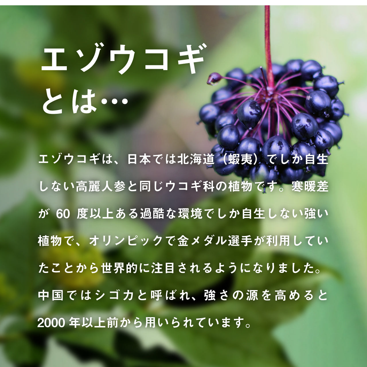 高麗人参サプリ 高麗人参EX 1袋 180粒 約3ヶ月分