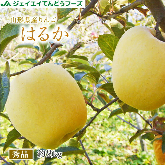 ★4/23より10倍★  ギフト 送料無料 りんご 送料無料 秀品 JAてんどう 山形県産りんごはるか 約2kg(玉数おまかせ) ※一部地域は別途送料追加 ap53