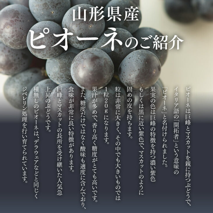 【予約商品】秀品 ぶどう ピオーネ 山形県産 2房(約1.4kg) 贈答用箱入り 送料無料※一部地域を除く gr06