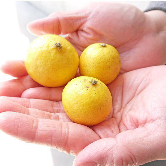 黄金柑　3kg