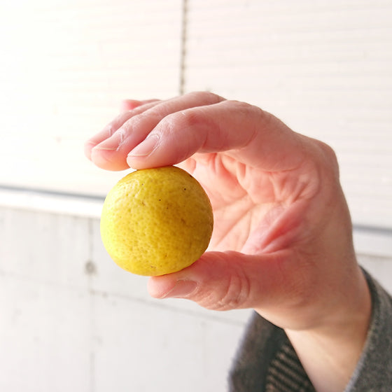 黄金柑　3kg