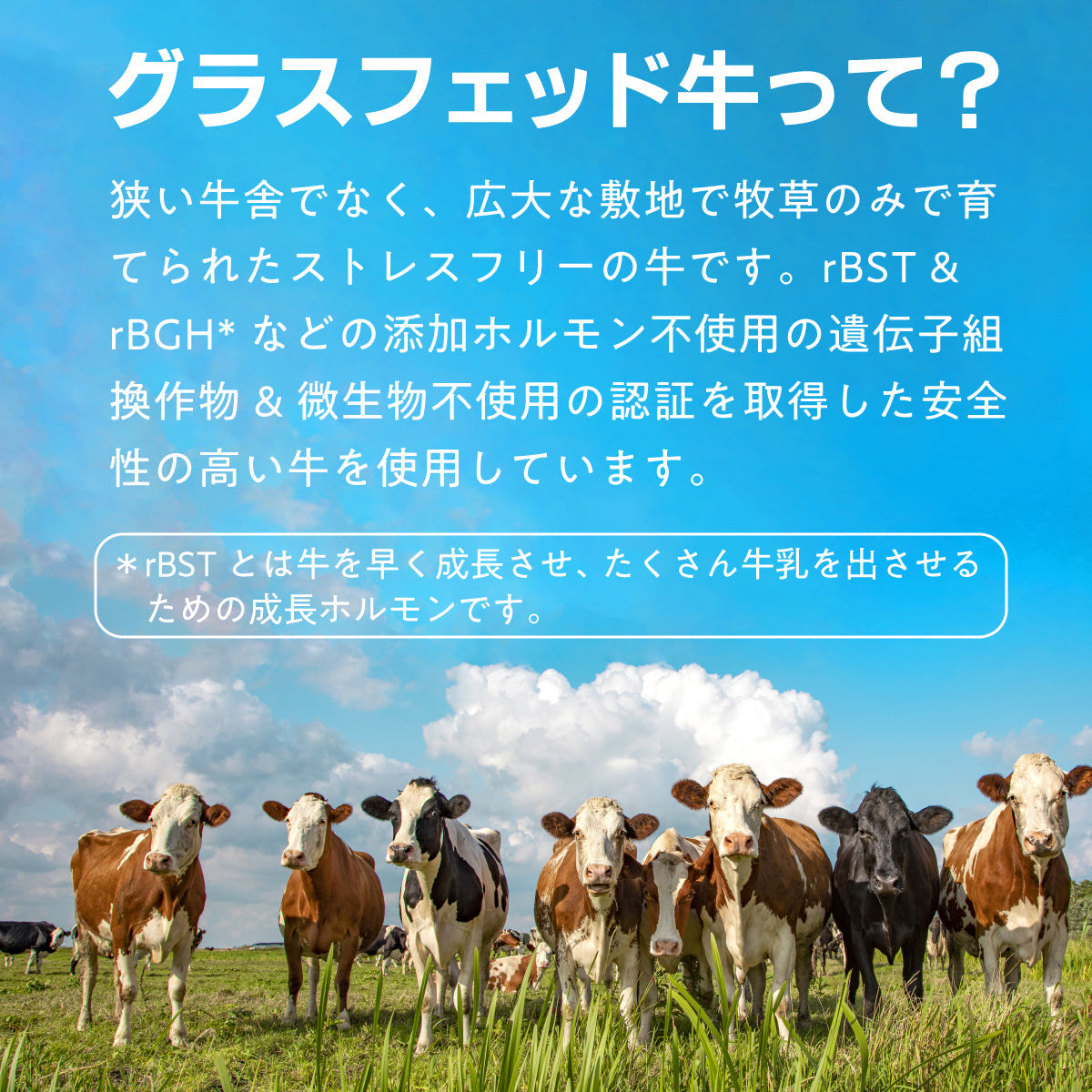 ホエイプロテイン 1kg グラスフェッド 無添加 ホエイプロテイン100