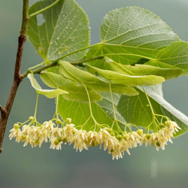 シナの花石鹸（洗顔用）80g