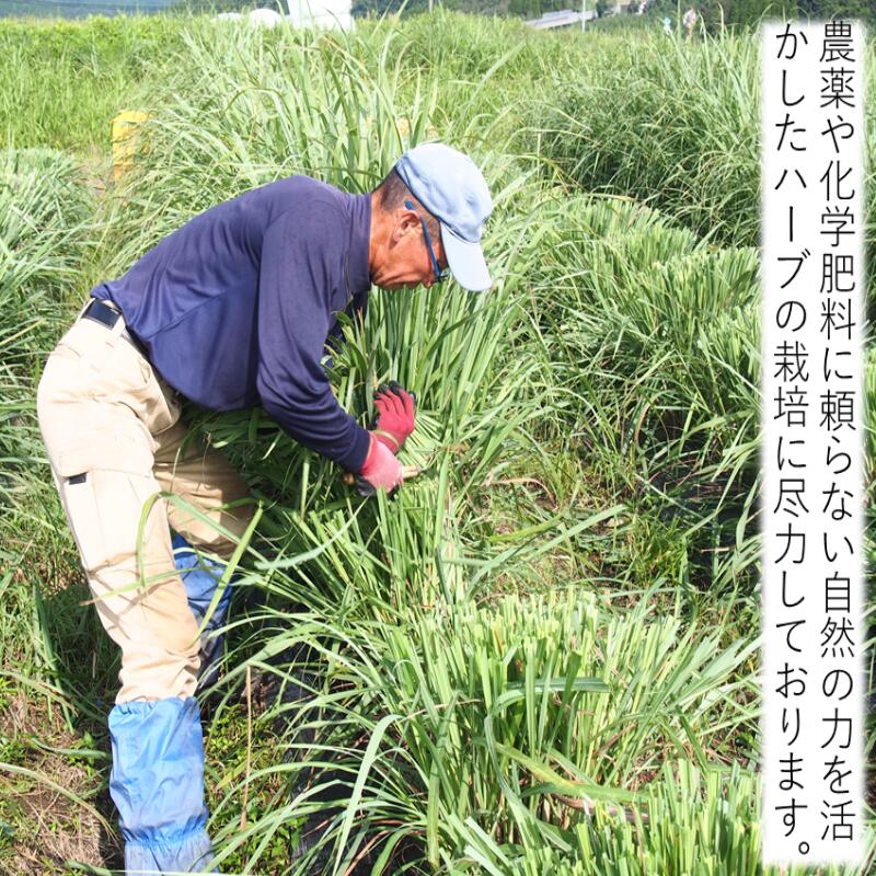 【訳あり２袋セット】和紅茶 国内産 レモングラスをブレンド 5p 紅茶 熊本県 山城
物産 賞味期限22.3.22
