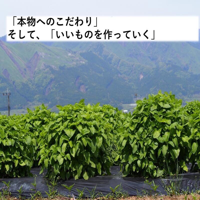 【訳あり２袋セット】和紅茶 国内産 レモングラスをブレンド 5p 紅茶 熊本県 山城
物産 賞味期限22.3.22