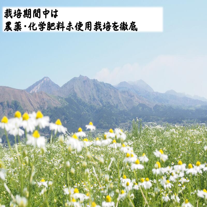 【訳あり２袋セット】和紅茶 国内産 レモングラスをブレンド 5p 紅茶 熊本県 山城
物産 賞味期限22.3.22