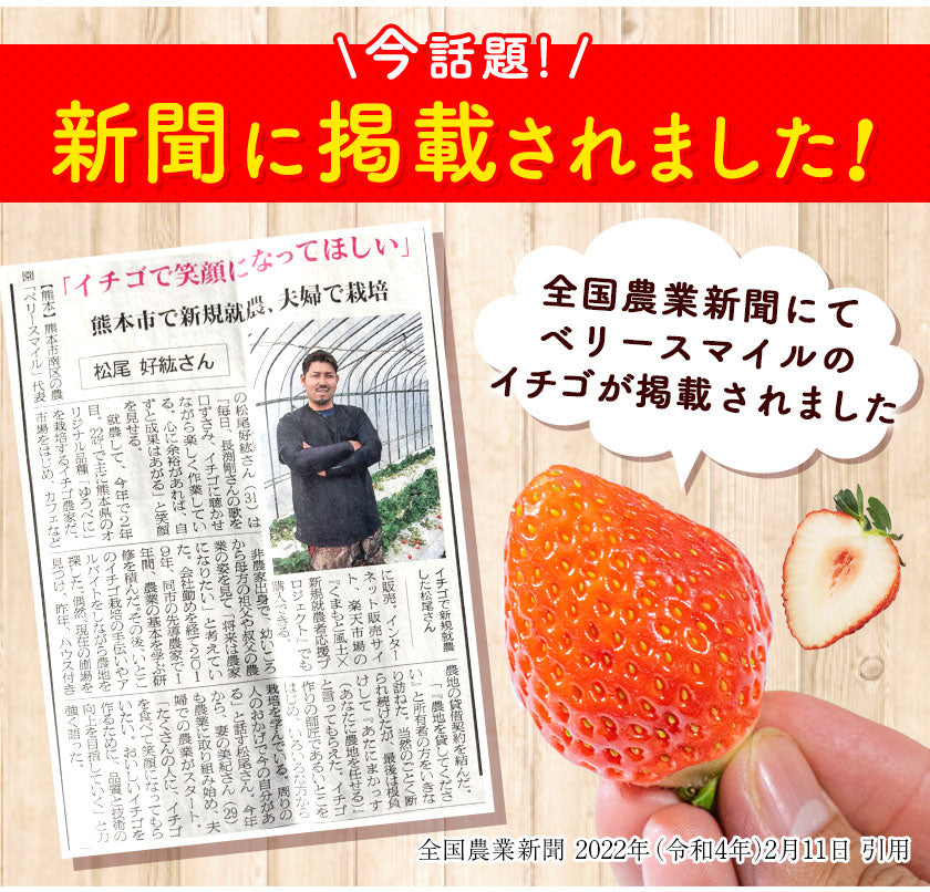 熊本県産 いちご 苺 ゆうべに 恋みのり 280g以上×2パック (24～36玉)  送料無料