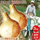 訳アリ　淡路島玉ねぎ 3キロ［Sサイズ～2Lサイズお任せ］