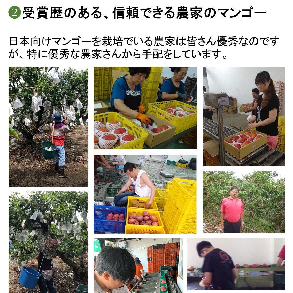【贈答用】台湾愛文マンゴー 2.5kg箱/5-7玉入 小玉